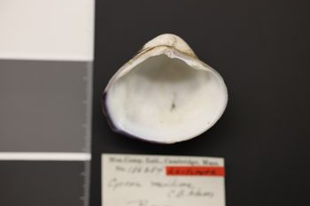 Media type: image;   Malacology 186284 Description: Dry specimen;